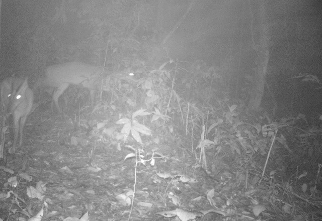 Các nhà khoa học có đầy đủ thông tin, bằng chứng chứng minh về quần thể Mang pù hoạt tuyệt chủng cách đây gần 100 năm đang tồn tại duy nhất được biết đến tại thời điểm này trên toàn thế giới tại VQG Xuân Liên.