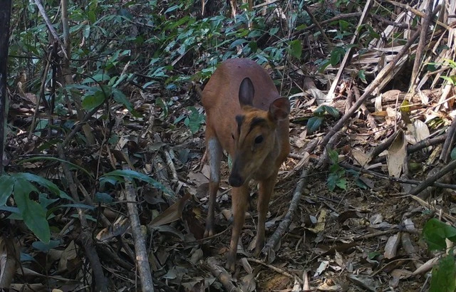 Mang Hoẵng vó vàng.