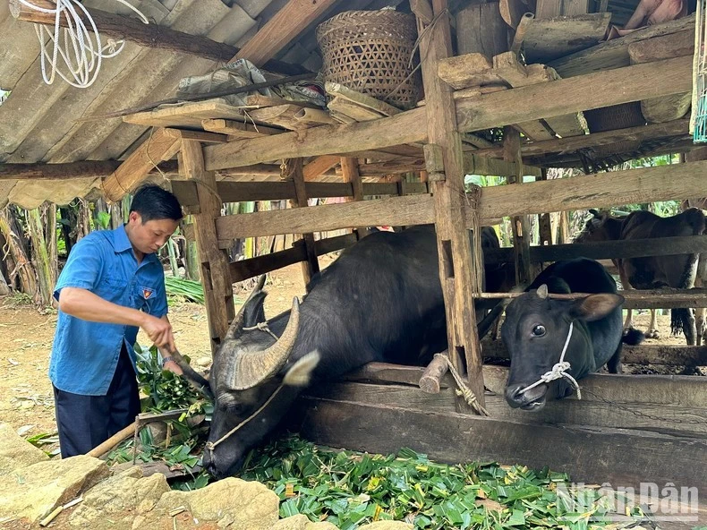 Nhờ chính sách hỗ trợ của Đảng, Nhà nước đối với các hộ nghèo, cuộc sống gia đình anh Lý Văn Nó, huyện Hà Quảng, tỉnh Cao Bằng đã từng bước được cải thiện.