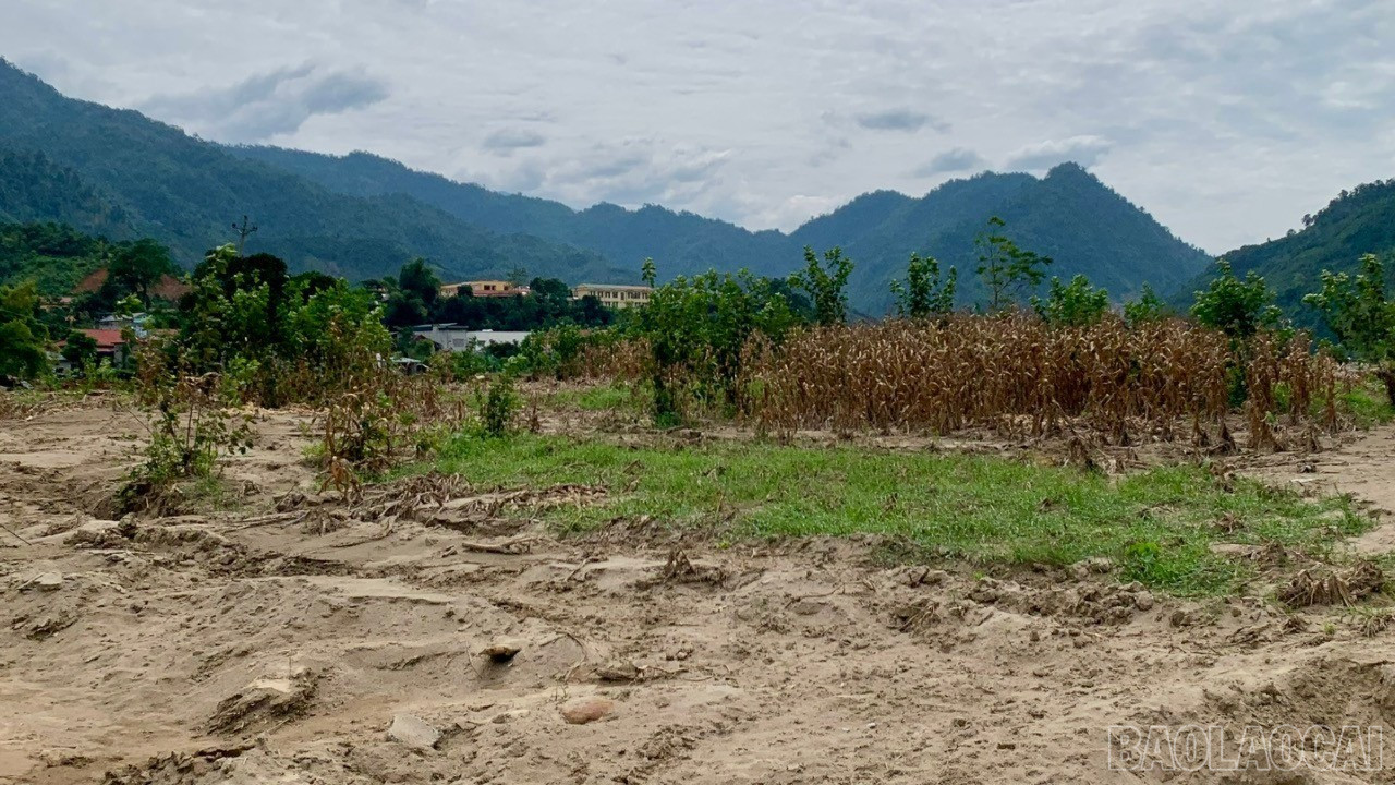 ទឹកជំនន់បានបោកបក់ទៅលើដី និងខ្សាច់នៅលើផ្ទៃដីស្រូវ និងដំណាំជាច្រើន។ baolaocai-tl-hoa-mau.jpg