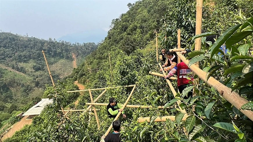 Người dân thôn Làng Mảnh, xã Sơn Lương, tỉnh Lào Cai bắc giàn giáo phục vụ thu hoạch trà shan tuyết.