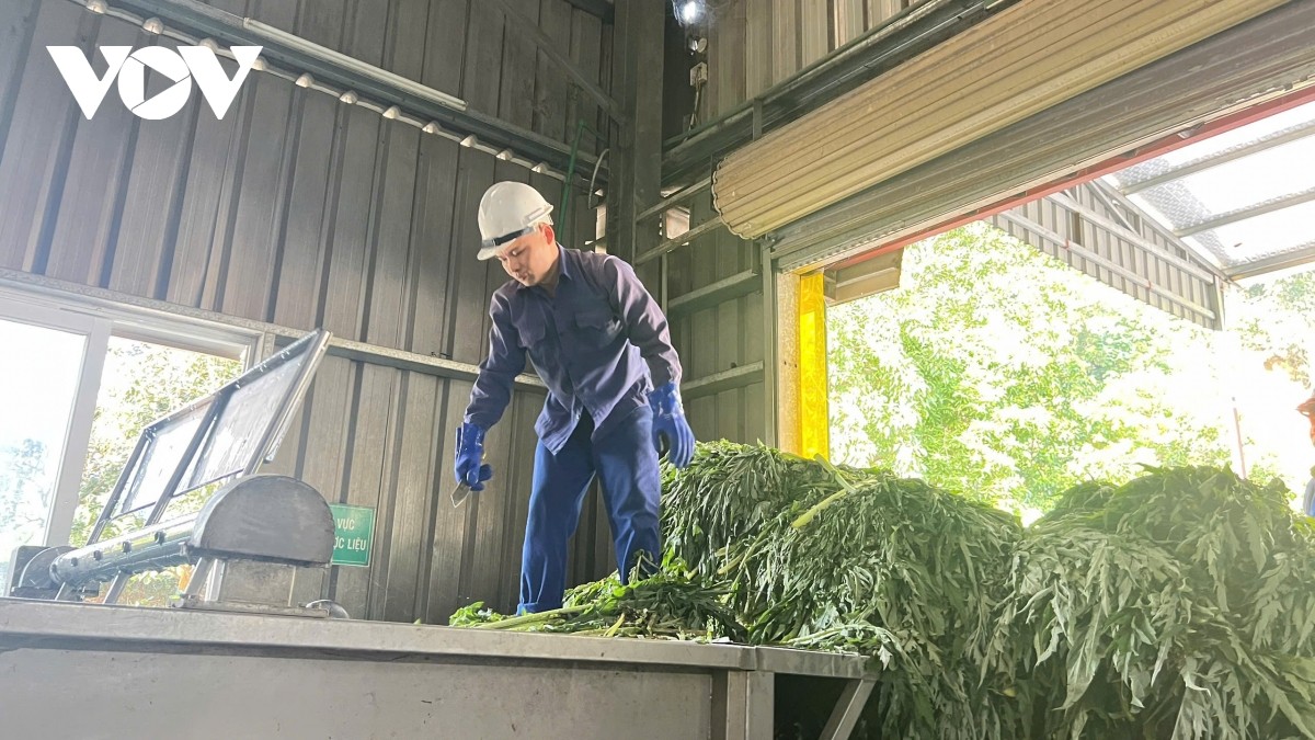 Az articsókákat a gyárban dolgozzák fel. actiso-duoc-dua-vao-che-bien-tai-nha-may.jpg