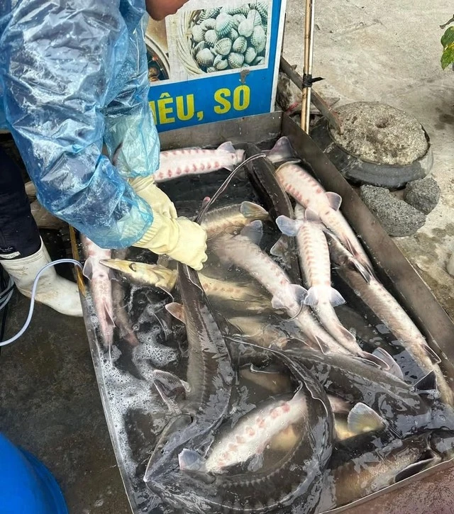 Người dân cần thận trọng khi mua cá tầm không rõ nguồn gốc xuất xứ.