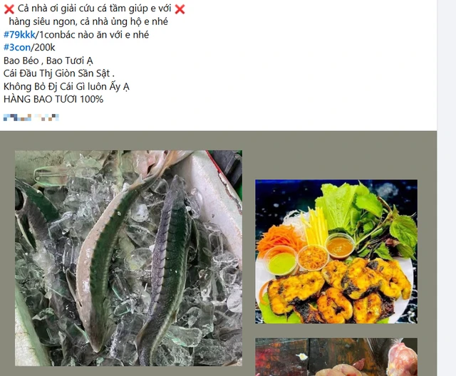 Cá tầm được rao bán "giải cứu" trên chợ mạng. Ảnh chụp màn hình.