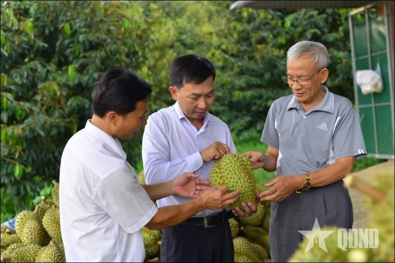 Kiểm tra chất lượng sầu riêng tại Hợp tác xã Nông nghiệp Đạ M’ri, tỉnh Lâm Đồng.