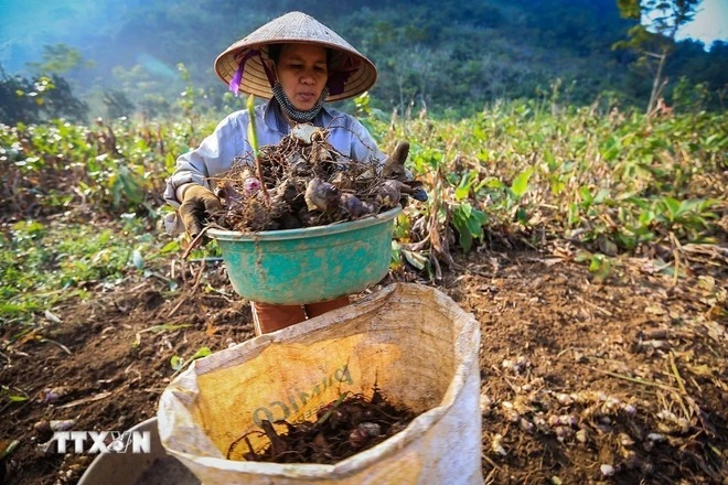 Thu hoạch củ dong riềng. (Nguồn: TTXVN)