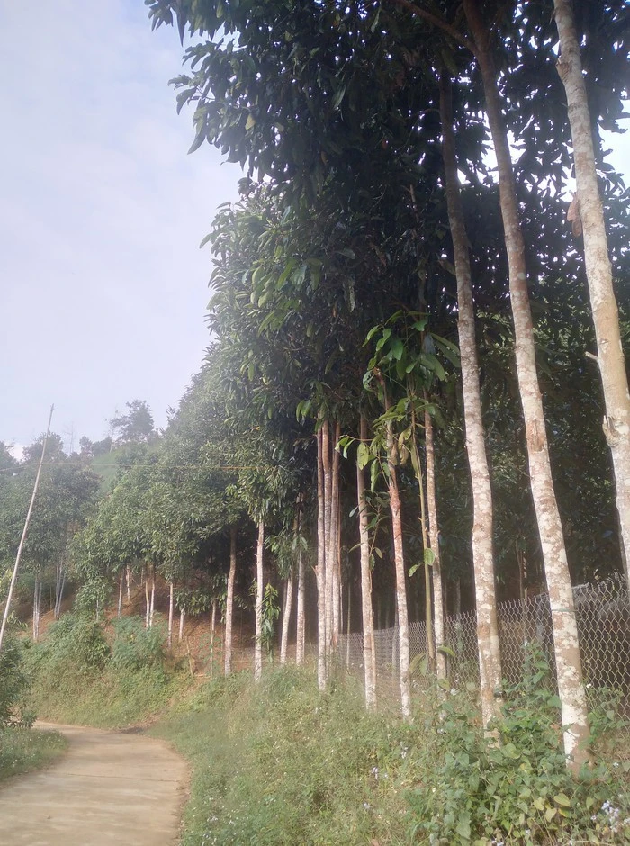 Rừng quế hữu cơ của gia đình ông Triệu Tiến Kim, thôn Phường Coong, xã Chiềng Ken, tỉnh Lào Cai.