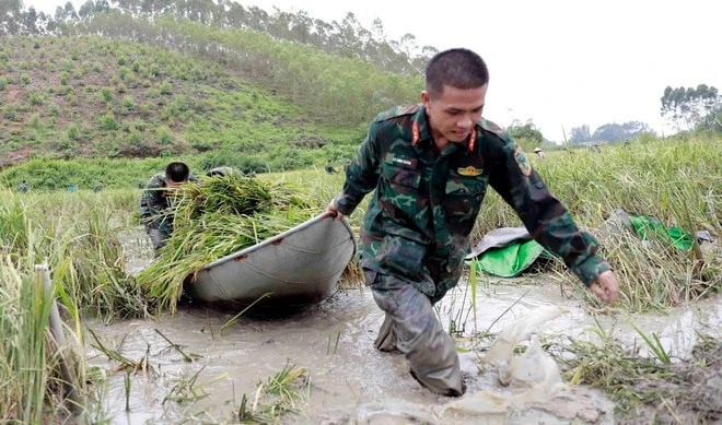 Các chiến sĩ bộ đội giúp dân gặt lúa bị ngập úng, ngã đổ sau bão tại xã Nhân Đạo, huyện Sông Lô, tỉnh Vĩnh Phúc.