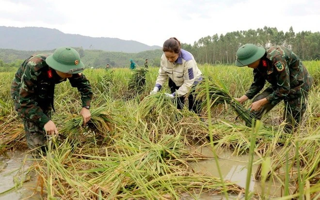 Cán bộ, chiến sĩ Ban Chỉ huy Quân sự huyện Sông Lô và Trường Trung cấp Kỹ thuật Tăng thiết giáp gặt lúa bị ngập úng sau bão số 3 cho người dân xã Nhân Đạo, huyện Sông Lô, tỉnh Vĩnh Phúc.