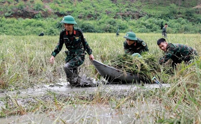 Cán bộ, chiến sĩ Ban Chỉ huy Quân sự huyện Sông Lô và Trường Trung cấp Kỹ thuật Tăng thiết giáp gặt lúa bị ngập úng sau bão số 3 cho người dân xã Nhân Đạo, huyện Sông Lô, tỉnh Vĩnh Phúc.