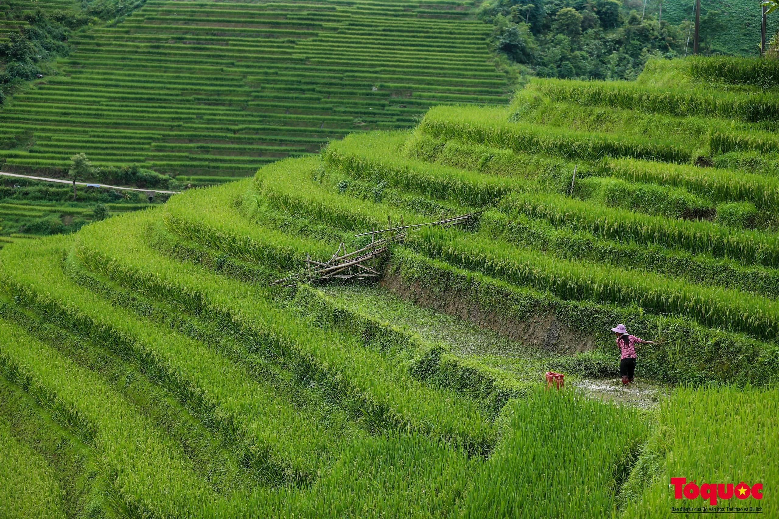 Người nông dân tranh thủ làm công việc đồng áng.