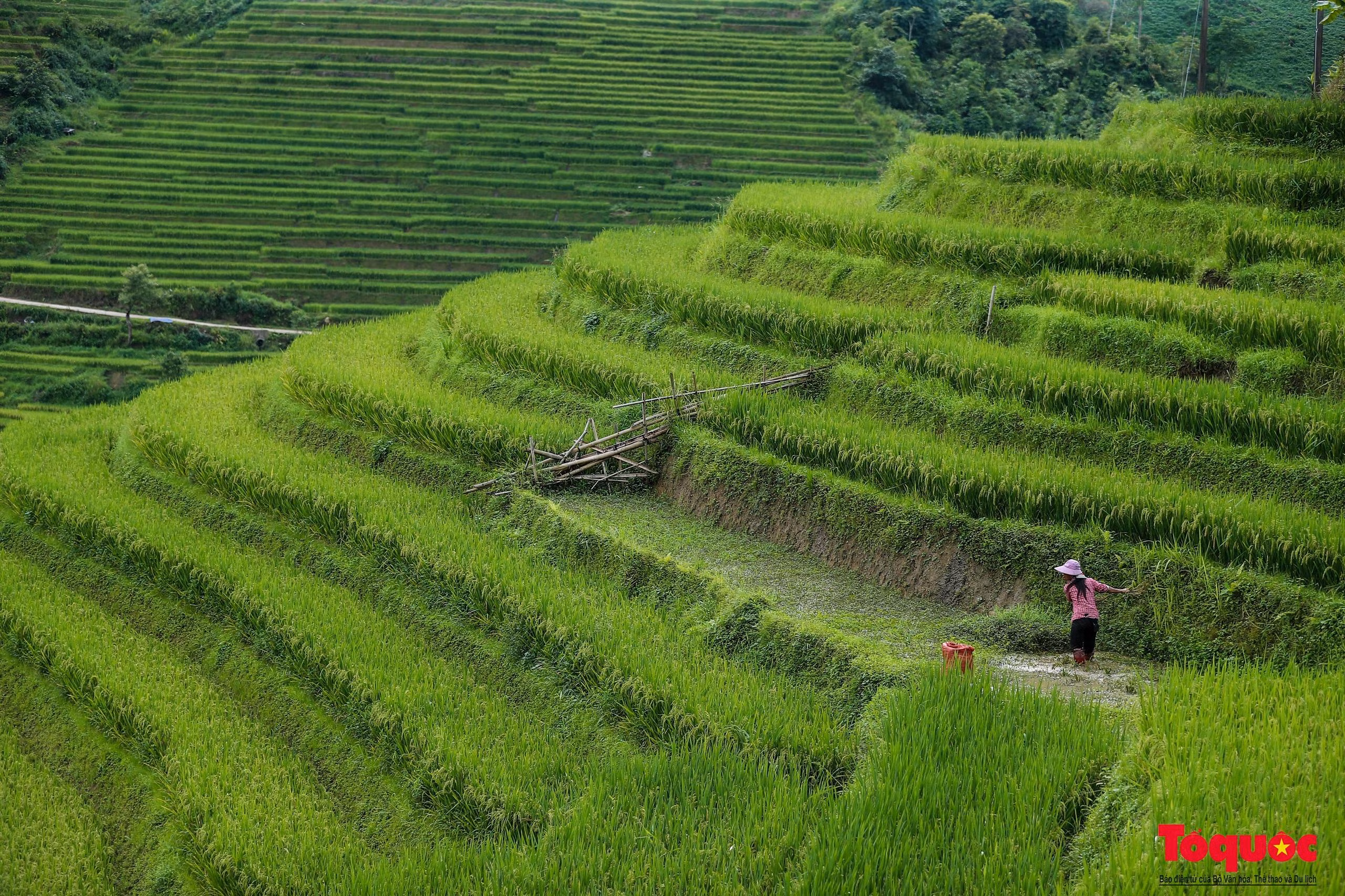 Người nông dân tranh thủ làm công việc đồng áng.