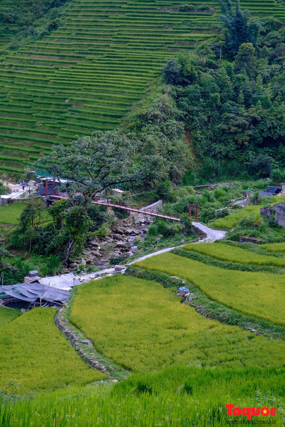 Đâu đâu cũng xanh mướt một màu, tạo nên quang cảnh thiên nhiên tràn trề sức sống, báo hiệu cho một mùa vàng bội thu sắp đến.