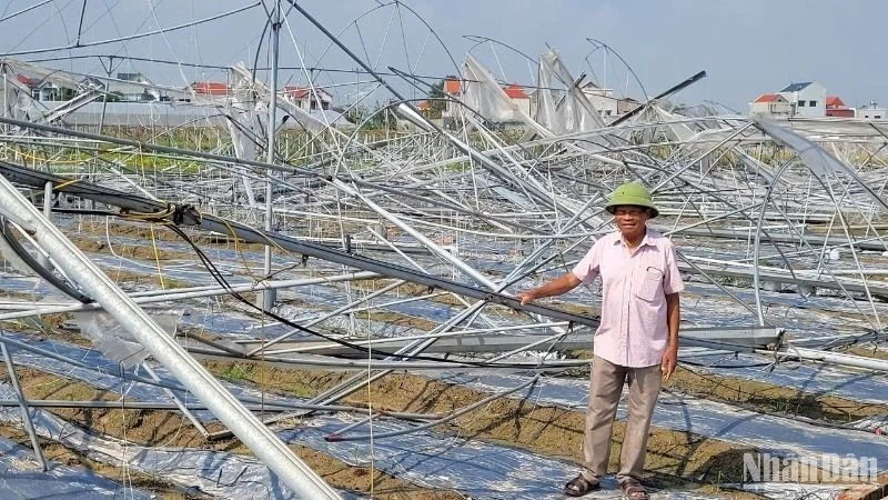 Diện tích nhà lưới bị thiệt hại sau bão Yagi.
