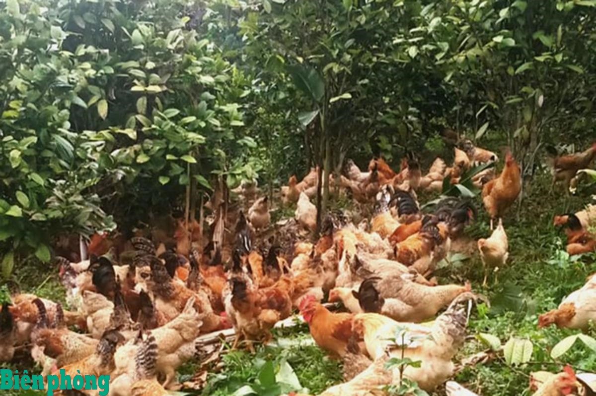 Gà thả dưới tán chè - hướng đi mới cho nhiều hộ nông dân vùng cao. Gà thả dưới tán chè - hướng đi mới cho nhiều hộ nông dân vùng cao.