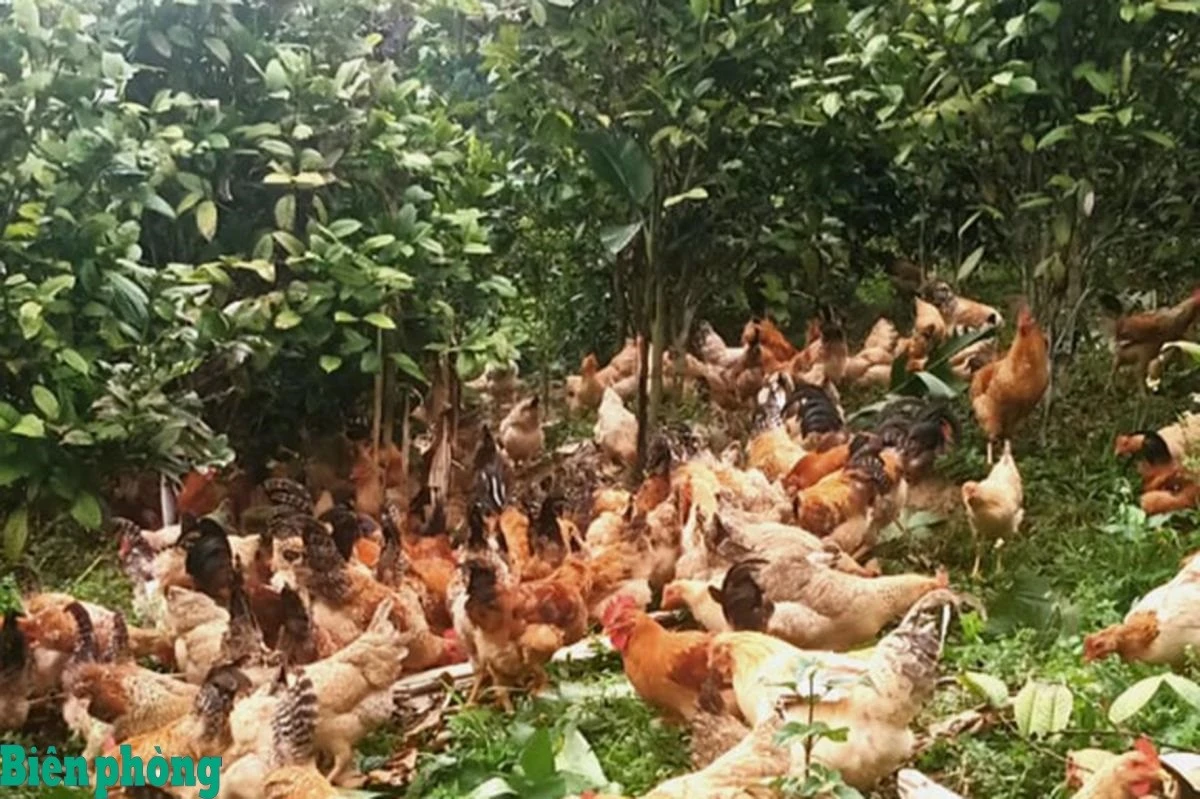Gà thả dưới tán chè - hướng đi mới cho nhiều hộ nông dân vùng cao.
