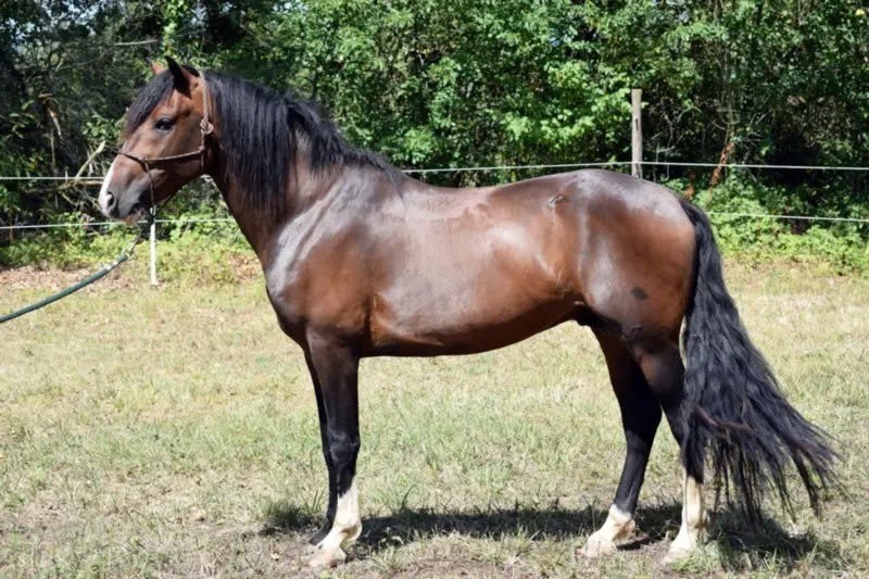 Ngựa Criollo là một giống ngựa nhanh nhẹn, rất phù hợp cho việc cưỡi ngựa điều khiển và chăn gia súc.