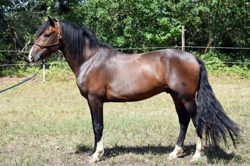 Ngựa Criollo là một giống ngựa nhanh nhẹn, rất phù hợp cho việc cưỡi ngựa điều khiển và chăn gia súc.