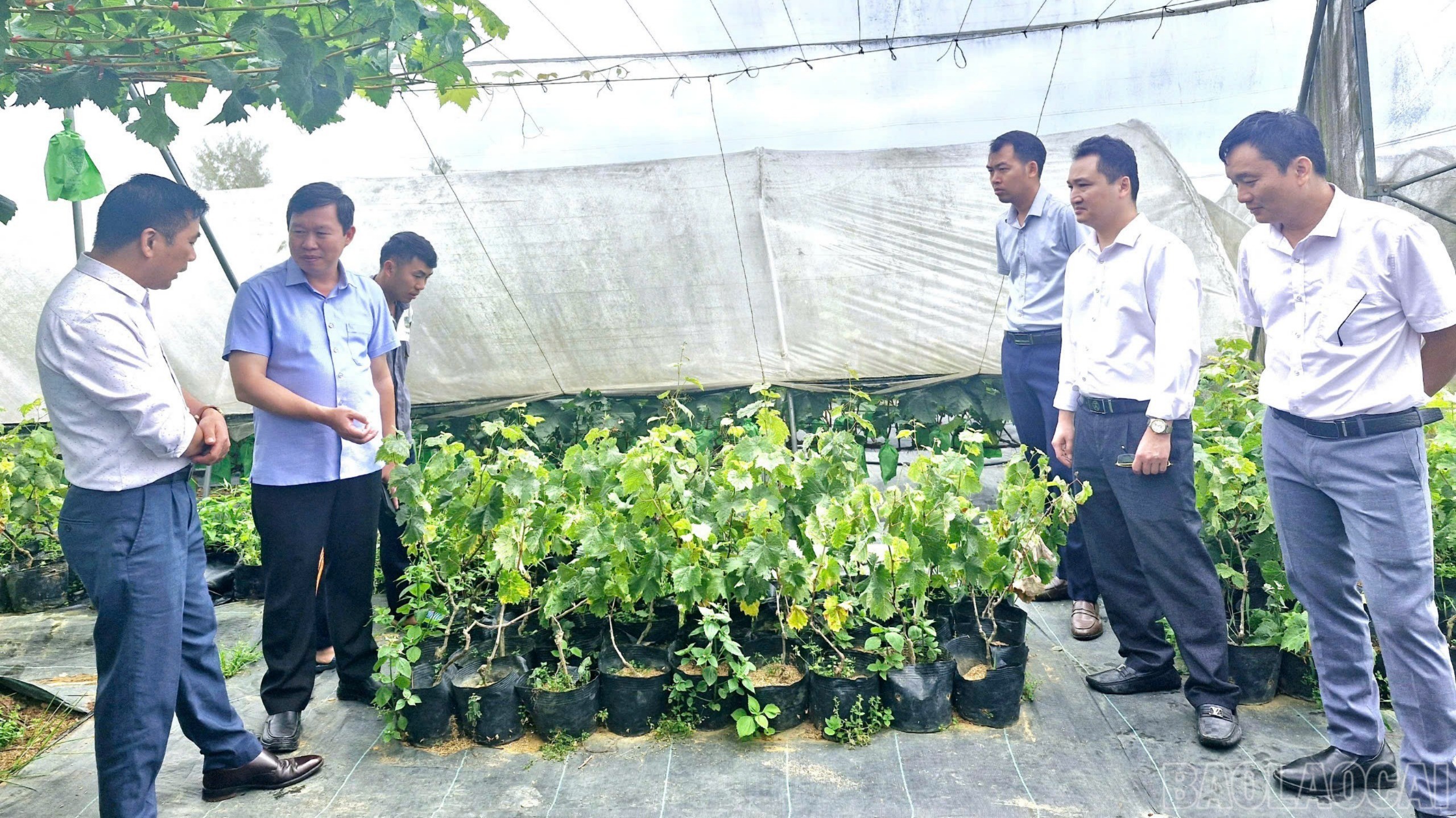 Đoàn công tác thăm mô hình trồng nho sữa tại thôn Trung Chải, xã Y Tý. br-z6790445938161-0199580f79cab1702c8f1cab8bfcd167.jpg