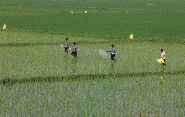 Phân bón từ vùng Vịnh đóng vai trò quan trọng với ngành nông nghiệp nhiều nước.
