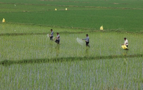 Phân bón từ vùng Vịnh đóng vai trò quan trọng với ngành nông nghiệp nhiều nước.