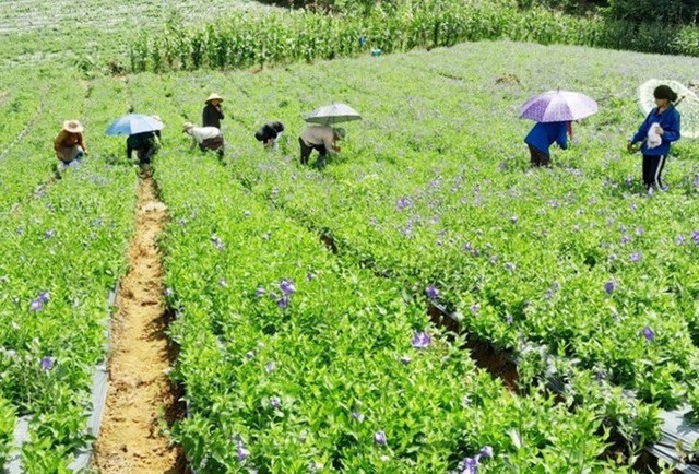 Cây dược liệu là một trong số cây trồng hàng hóa chủ lực của Lào Cai. Cây dược liệu là một trong số cây trồng hàng hóa chủ lực của Lào Cai.