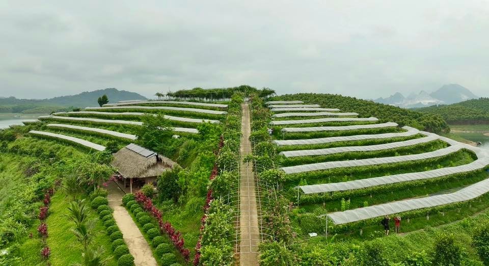 Nhiều hợp tác xã đã ghi dấu ấn nhờ áp dụng công nghệ cao trong sản xuất nông nghiệp.