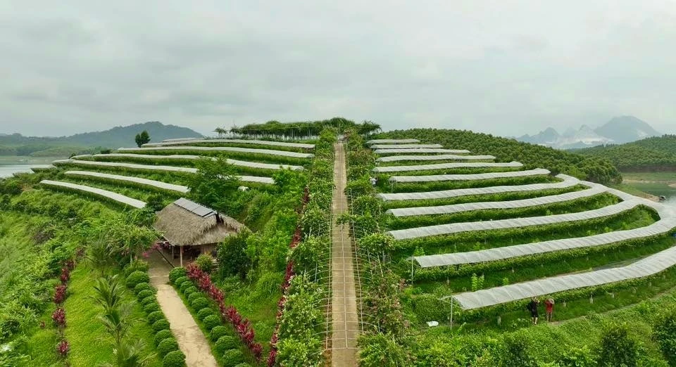 Nhiều hợp tác xã đã ghi dấu ấn nhờ áp dụng công nghệ cao trong sản xuất nông nghiệp.