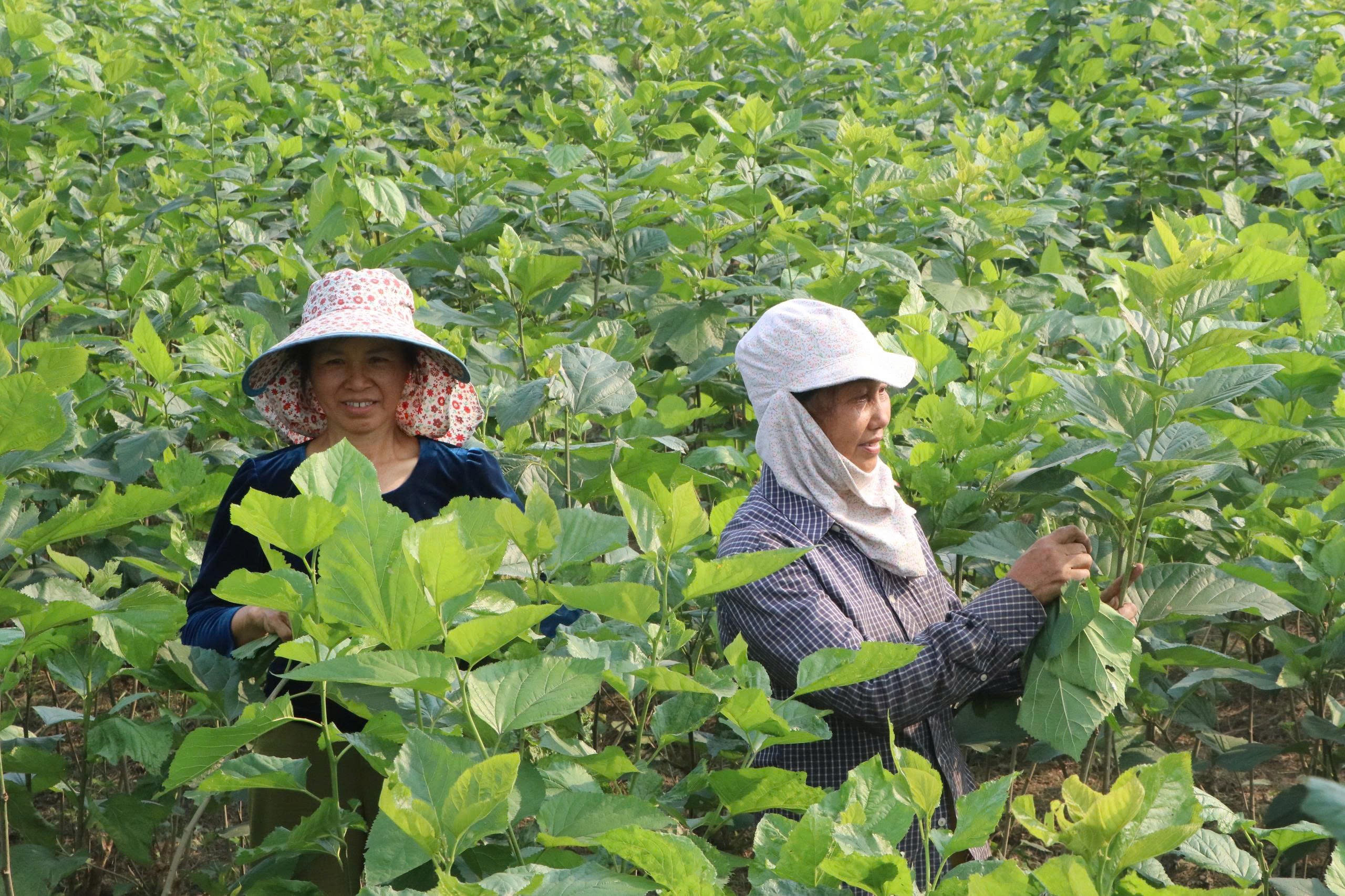 Quy Mông mới nhanh chóng định hình trở thành vùng sản xuất nông nghiệp xanh quy mô lớn, bền vững. Quy Mông mới nhanh chóng định hình trở thành vùng sản xuất nông nghiệp xanh quy mô lớn, bền vững.