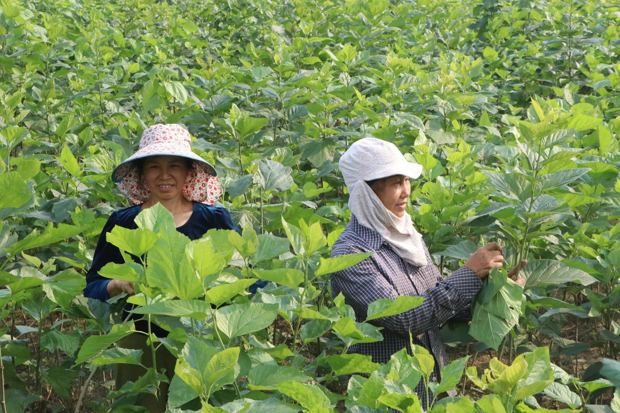 Quy Mông mới nhanh chóng định hình trở thành vùng sản xuất nông nghiệp xanh quy mô lớn, bền vững.