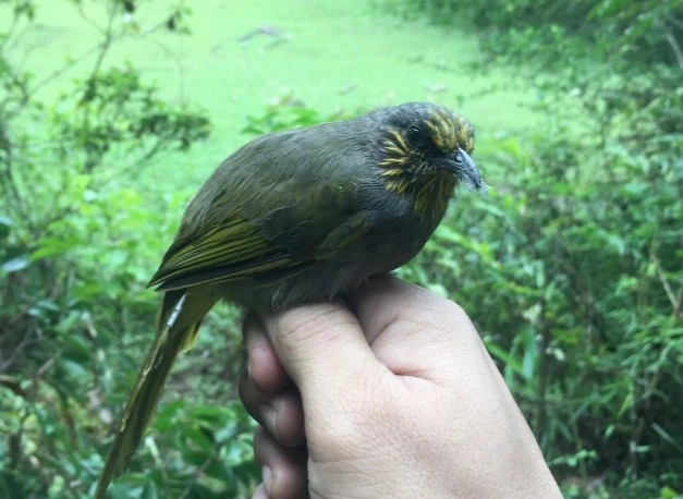 Cá thể chim Bông lau họng vạch.