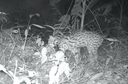 Mèo rừng đang đi ăn trong đại ngàn Khu Bảo tồn thiên nhiên Pù Huống được ghi nhận từ bẫy ảnh.