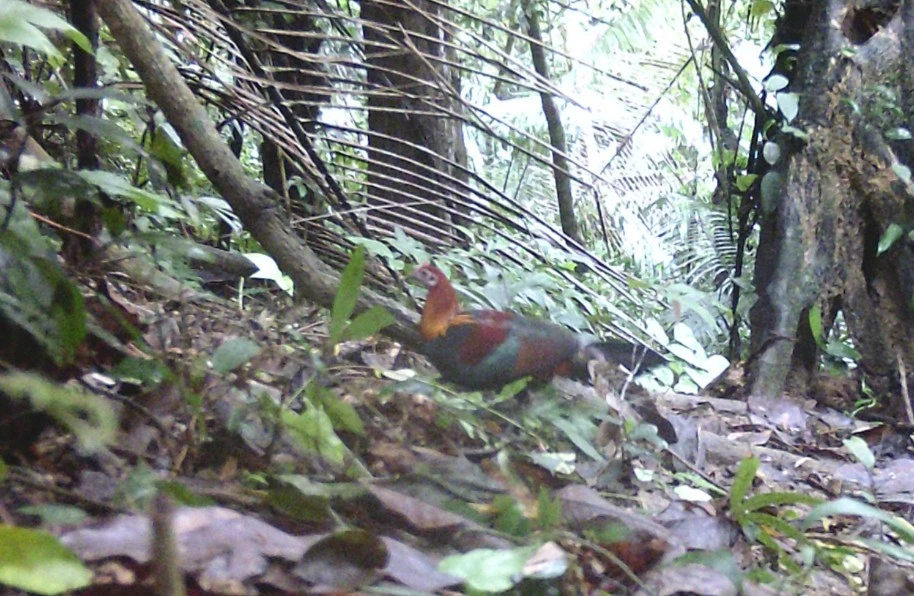 Loài gà rừng còn sót lại ghi nhận được qua bẫy ảnh ở Pù Huống.