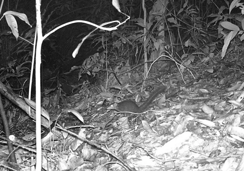 Một con thú nhỏ đang đi ăn đêm.