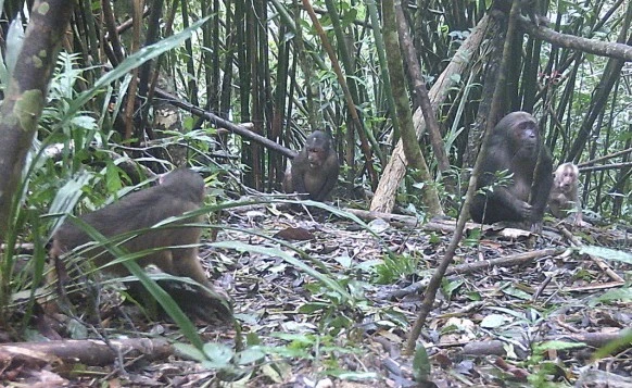 Đàn khỉ cộc (khỉ mặt đỏ) quý hiếm được ghi nhận từ bẫy ảnh.