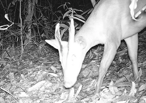 Các loài thú móng guốc quý hiếm cũng được ghi nhận từ bẫy ảnh.