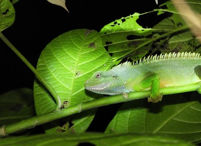 Sự đa dạng của lớp bò sát lưỡng cư.