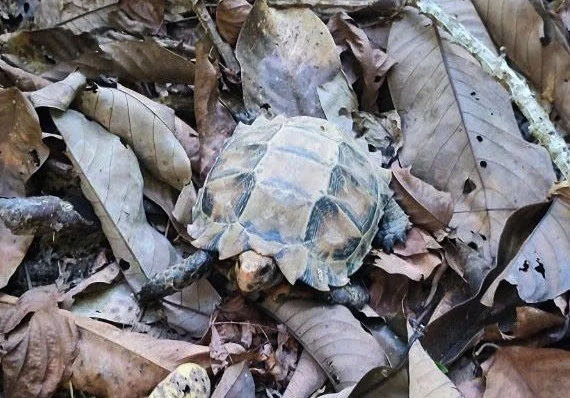 Loài rùa núi viền quý hiếm có tên khoa học Manouria impressa được ghi nhận ở Pù Huống. Đây là loài rùa cạn đẹp nhất, mai và da màu nâu vàng.