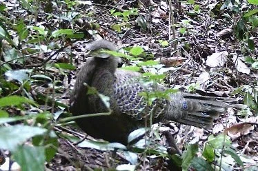 Cá thể gà tiền mặt vàng quý hiếm được ghi nhận qua bẫy ảnh.