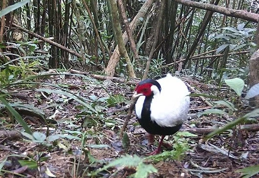 Gà lôi trắng (gà đực).