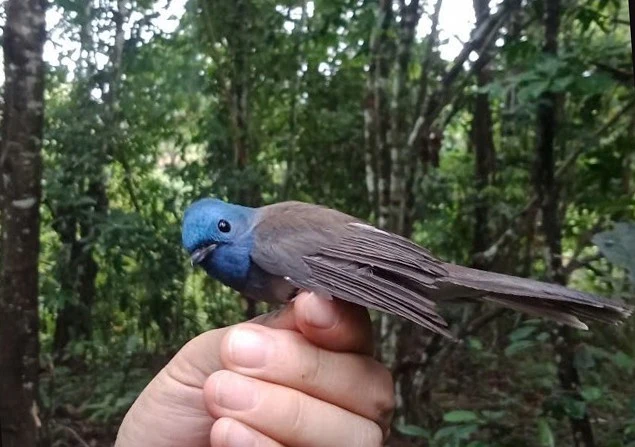Cá thể chim Đớp ruồi xanh gáy đen được ghi nhận tại Khu Bảo tồn thiên nhiên Pù Huống.
