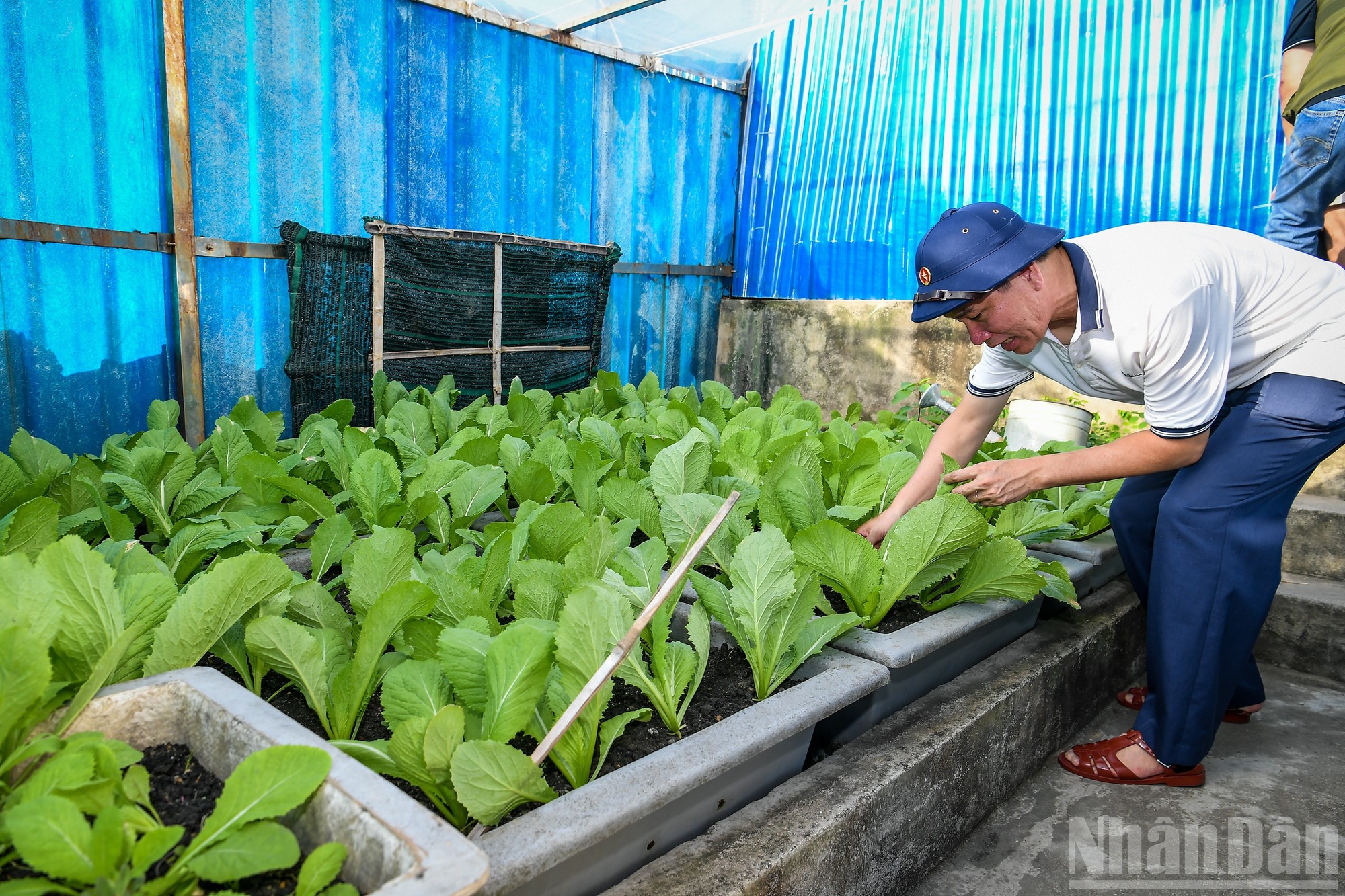Nhà báo Thành Châu (Báo Nhân Dân) thăm vườn rau tại đảo Đá Thị. Nhà báo Thành Châu (Báo Nhân Dân) thăm vườn rau tại đảo Đá Thị.