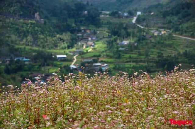 Hà Giang - mùa tam giác mạch.