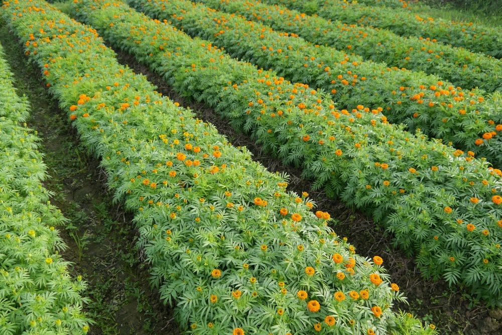 Những luống hoa thẳng tắp đẹp mắt. Những luống hoa thẳng tắp đẹp mắt.