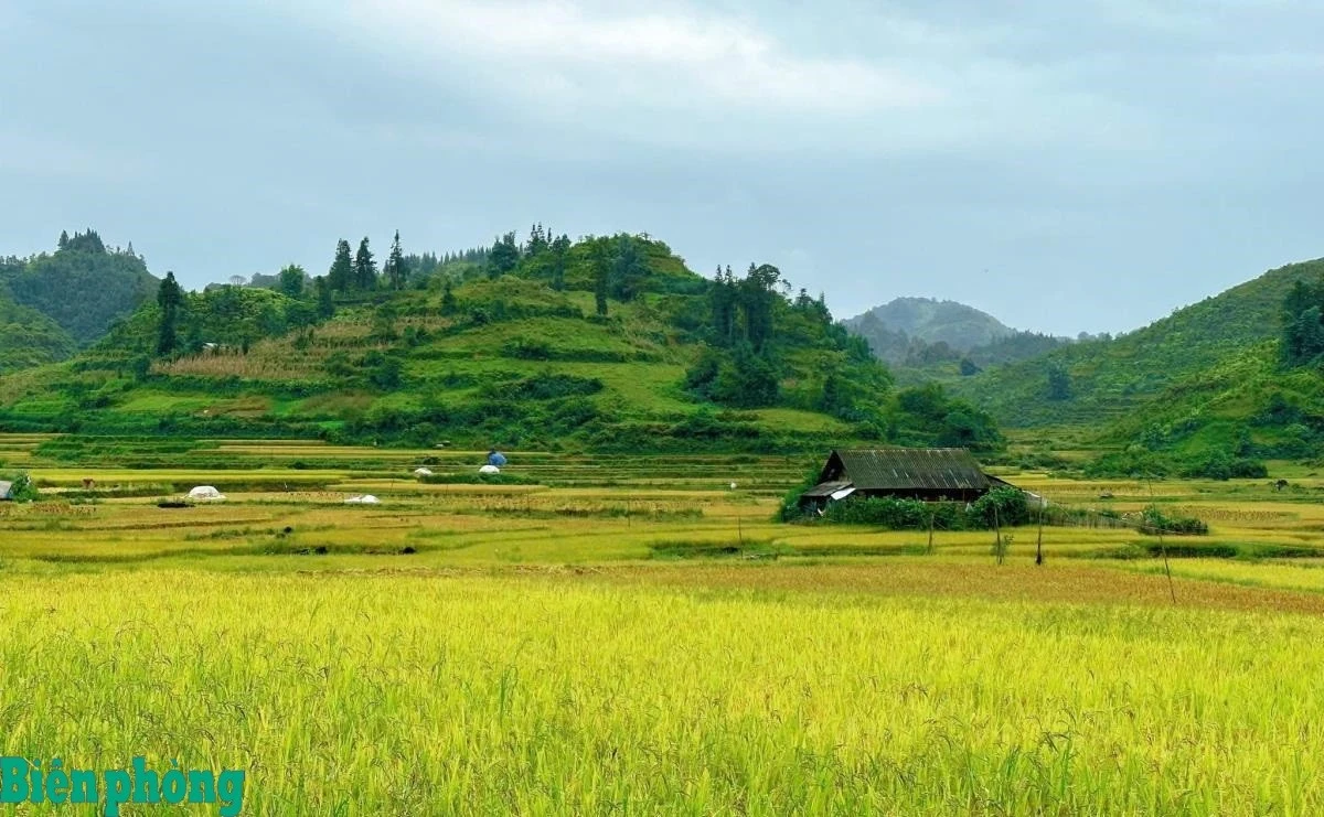 Mùa lúa chín "phủ vàng" trên cao nguyên Bắc Hà.