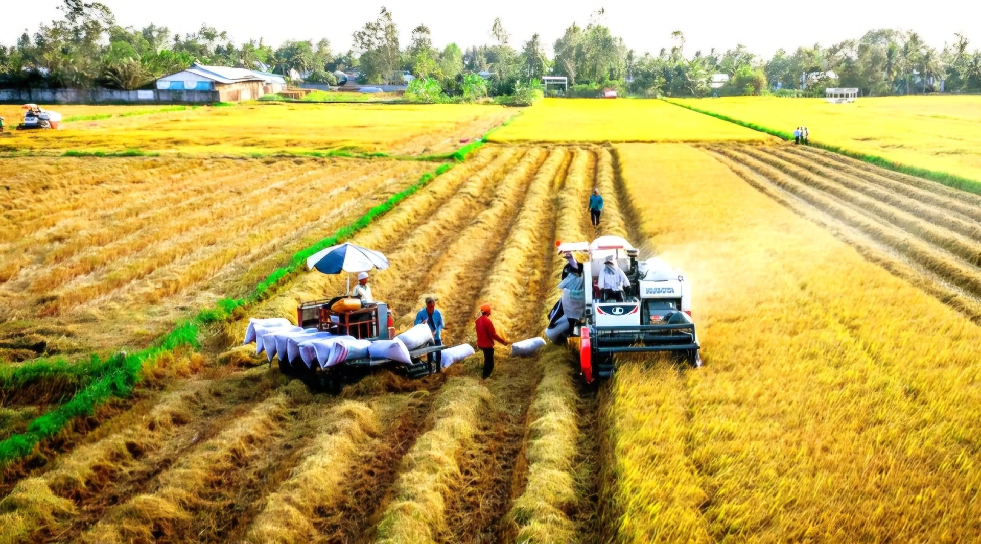 Trồng lúa phát thải thấp, lợi nhuận cao.