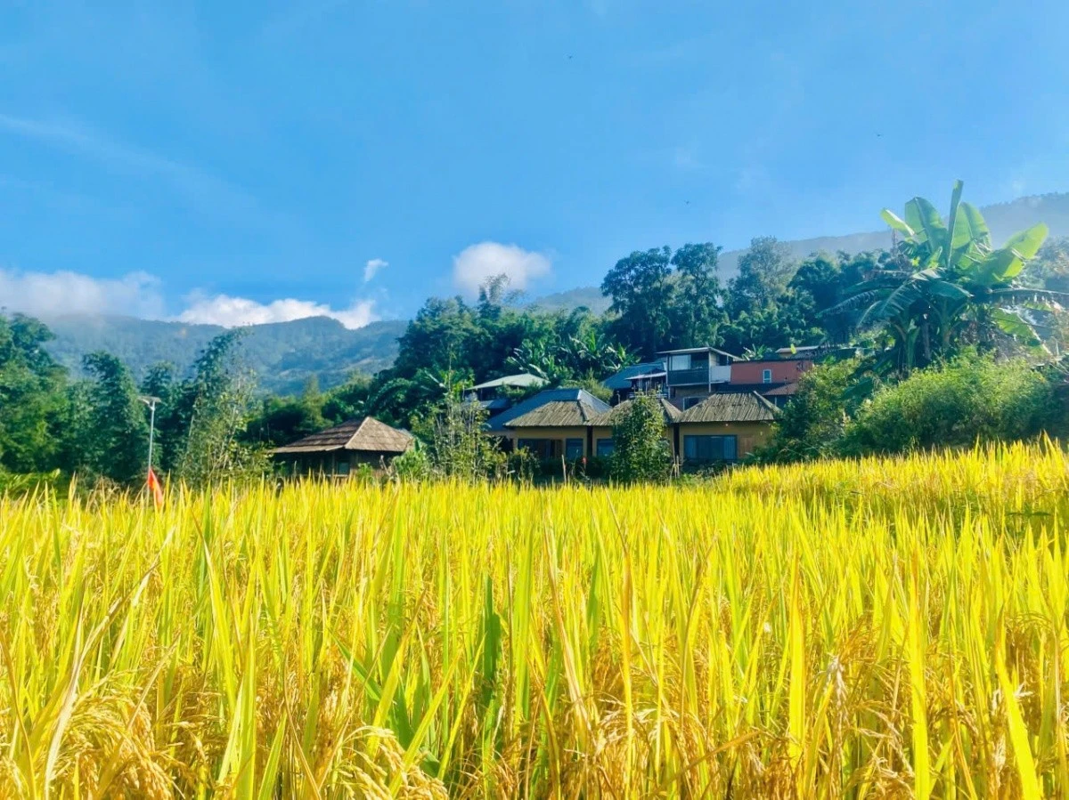 Sắc vàng mùa lúa chín tại Choản Thèn.