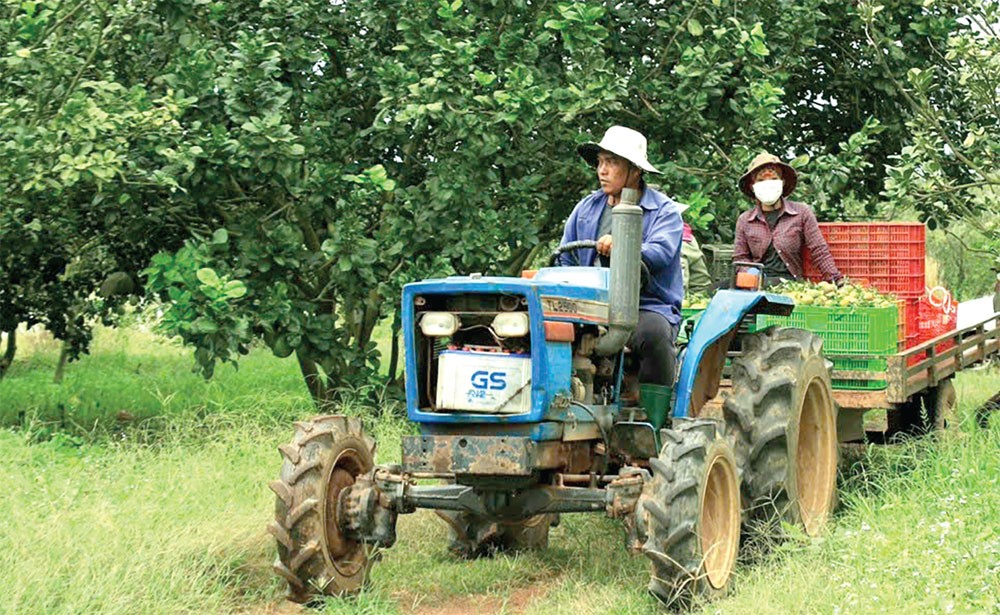 Thu hoạch bưởi tại Trang trại Mai Quốc 3 (huyện Dầu Tiếng). Thu hoạch bưởi tại Trang trại Mai Quốc 3 (huyện Dầu Tiếng).