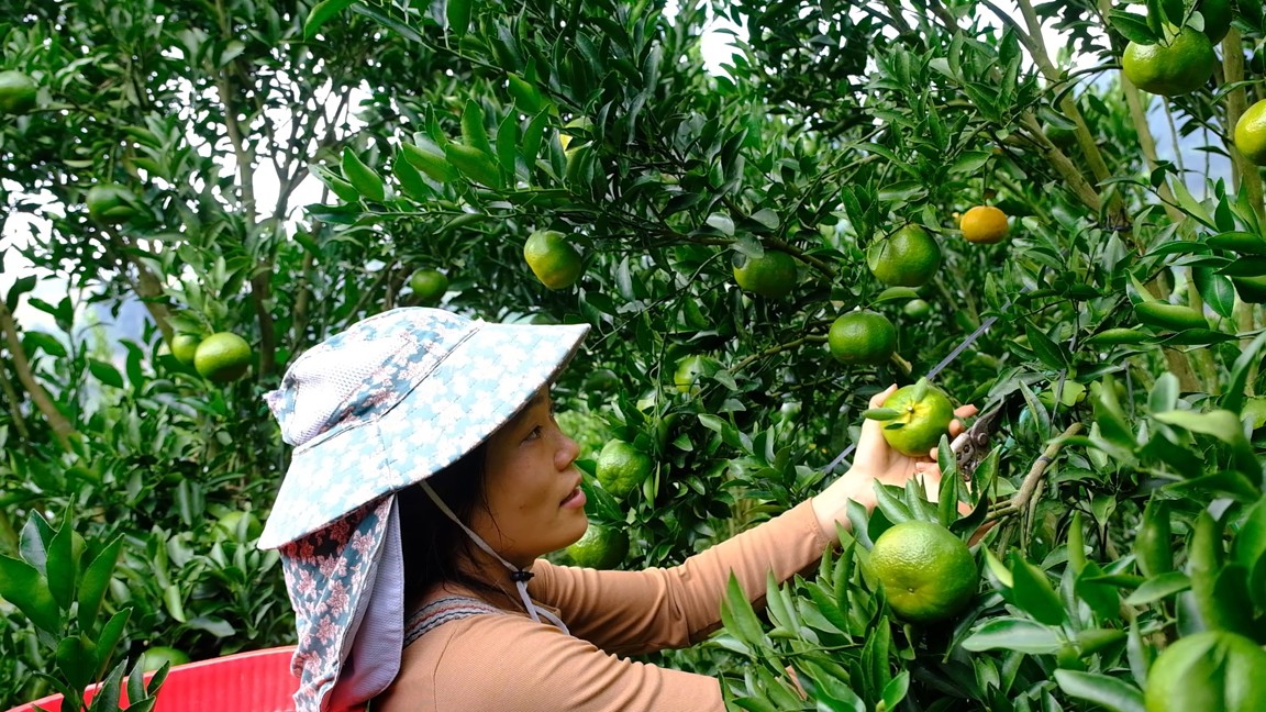 [Ảnh] Mường Khương vào mùa thu hái quýt 