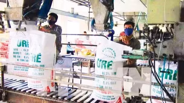 Đóng gói sản phẩm đạm urê tại Công ty TNHH MTV đạm Ninh Bình.